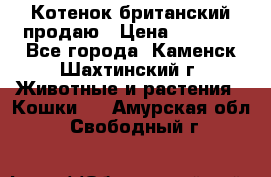 Котенок британский продаю › Цена ­ 3 000 - Все города, Каменск-Шахтинский г. Животные и растения » Кошки   . Амурская обл.,Свободный г.